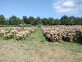 champ d'hortensias