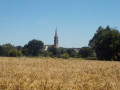 champ de blé à Plounez