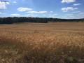 Champ de blé après St Chéron Champ de blé après St Chéron