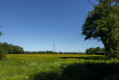 Champ de Blé