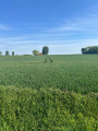 Champ de bl&eacute;