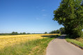 Champ de céréales