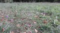Champ de Colchiques