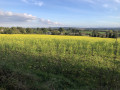 Champ de colza en fleur aux alentours de Proussy