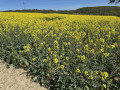 Champ de colza en fleures
