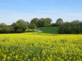 Champ de colza près de Selles-sur-Nahon