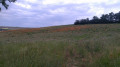 champ de coquelicots