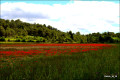 Coquelicots