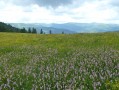 Champ de fleurs au pied du Petit Ballon Champ de fleurs au pied du Petit Ballon
