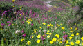 Champ de fleurs