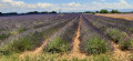 Champ de lavande avant Monroc