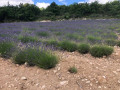 CHAMP DE LAVANDE