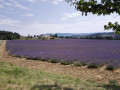 Champ de lavande