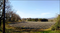 Champ de lavandes