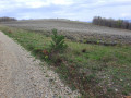 Champ de lavandes
