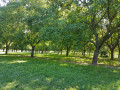 Plantation de noyers