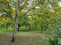 champ de noyers