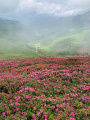 Champ de rhodendrons dans le brouillard