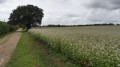 Champ de sarrazin en fleurs