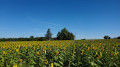 Champ de tournesol le long du parcours
