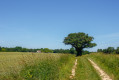 Champ et arbre Champ et arbre