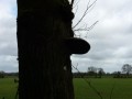 Champignon sur un arbres