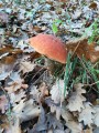 Champignon Champignon