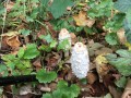 Champignons le long de la promenade
