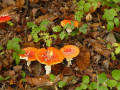 Champignons
