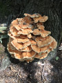 Champignons