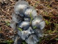 Champignons
