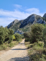 Amandiers et sommets des Alpilles