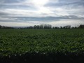 Champs de betterave