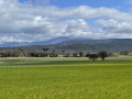 Champs de blé