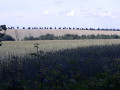 Champs de blé Champs de blé