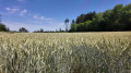 Champs de bl&eacute;