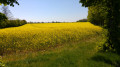 Champs de colza - la fleuranderie