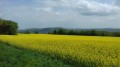 Champs de Colza