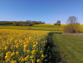 Rapeseed fields