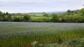 champs de lin dans la campagne de Clermont-le-fort