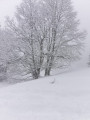 En raquettes sur les hauteurs de Samoëns