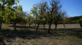 Champs de noyers à l'automne