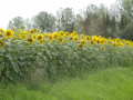 Champs de tournesol Champs de tournesol
