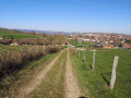 Champs vers Wasselonne