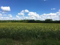 Traversée des Forêts de Pontarmé et de Chantilly en passant par Senlis