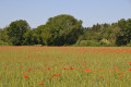 Champ de bl&eacute;