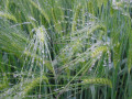 Rosée