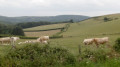 Charolais Charolais