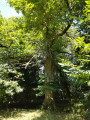 Chestnut tree on Rue de Cond&eacute;