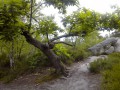 La Forêt des Grands Avaux